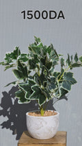 PLANTE A11