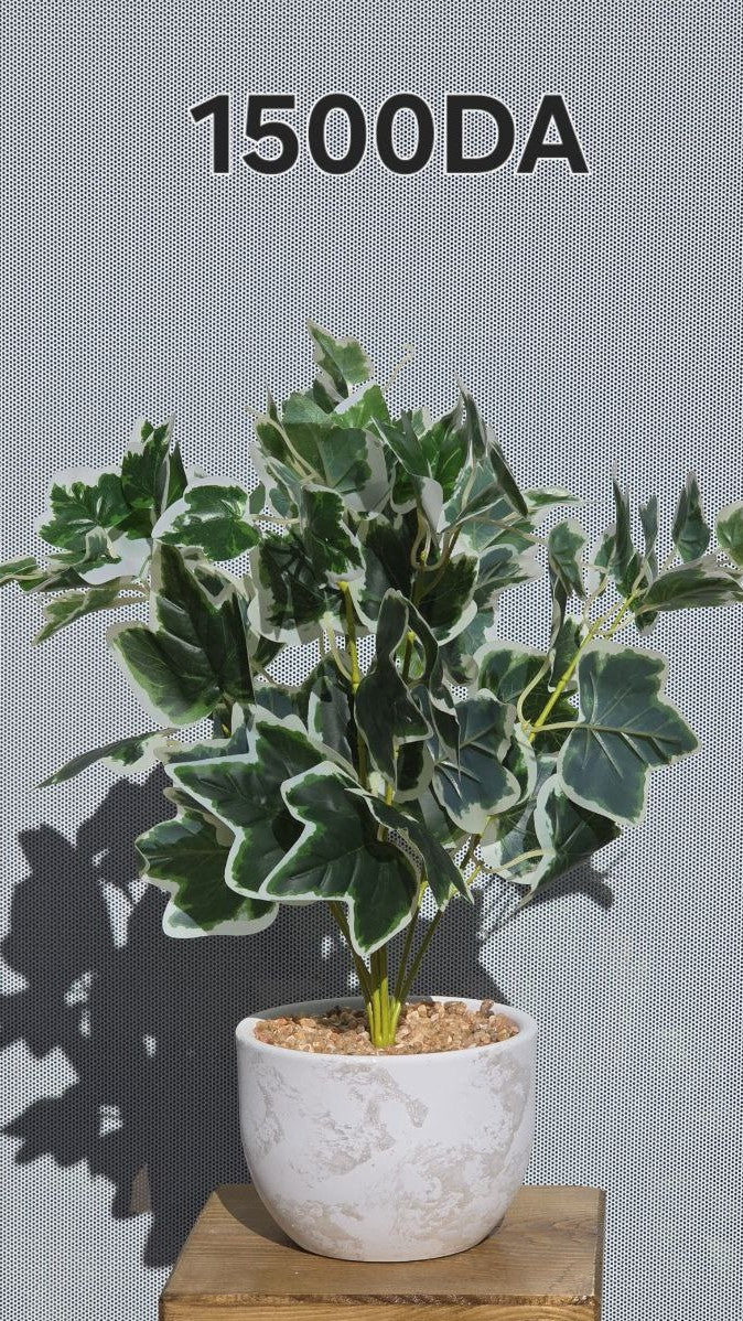 PLANTE A11