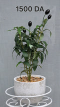 PLANTE A12
