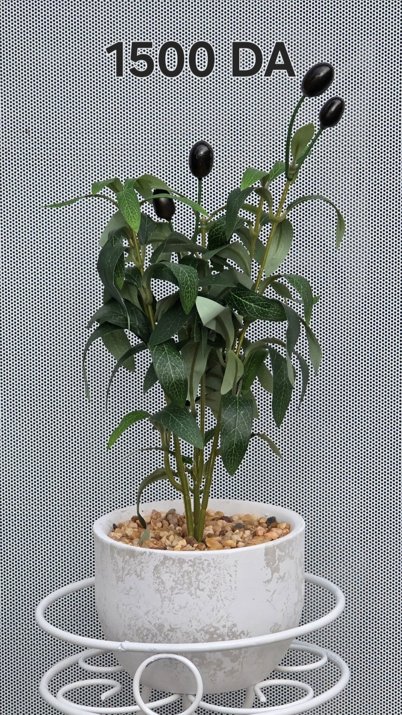 PLANTE A12