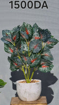 PLANTE A1