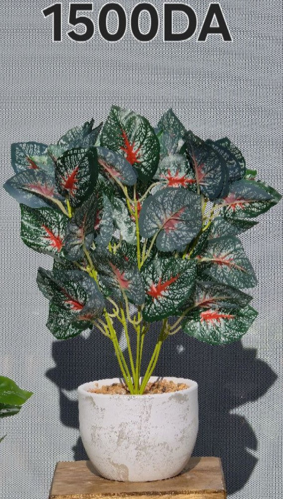 PLANTE A1