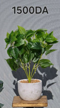 PLANTE A2