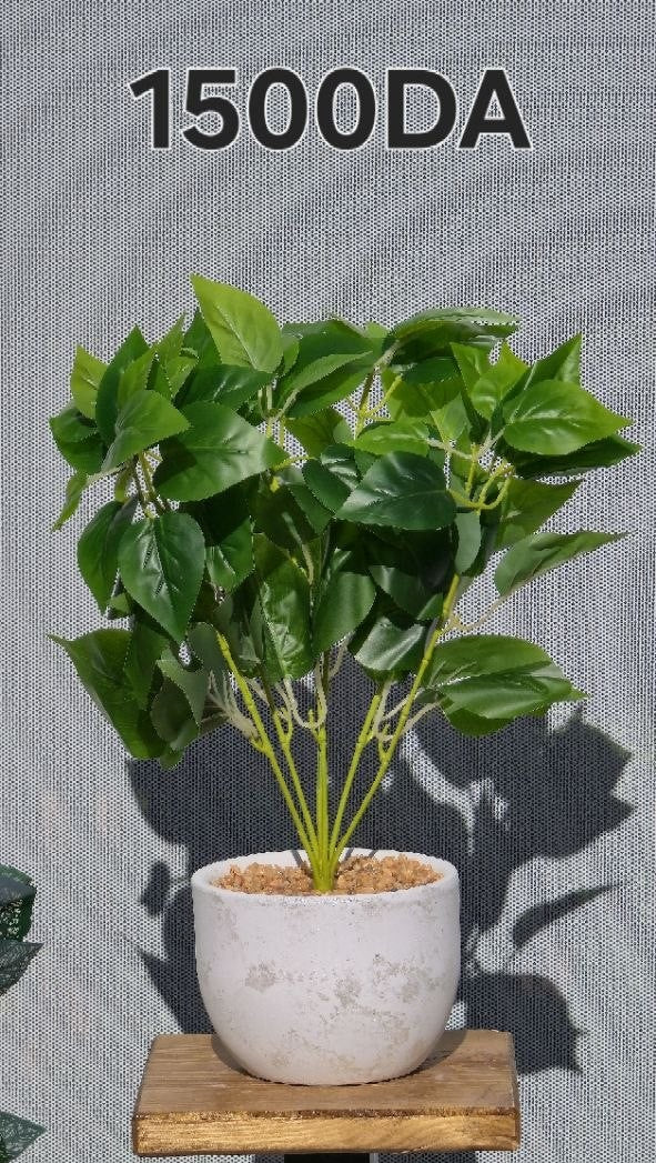 PLANTE A2