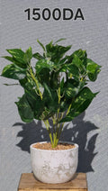 PLANTE A3