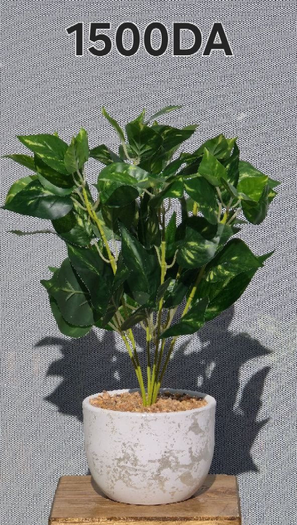PLANTE A3