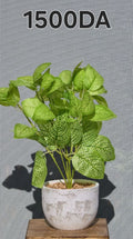 PLANTE A5