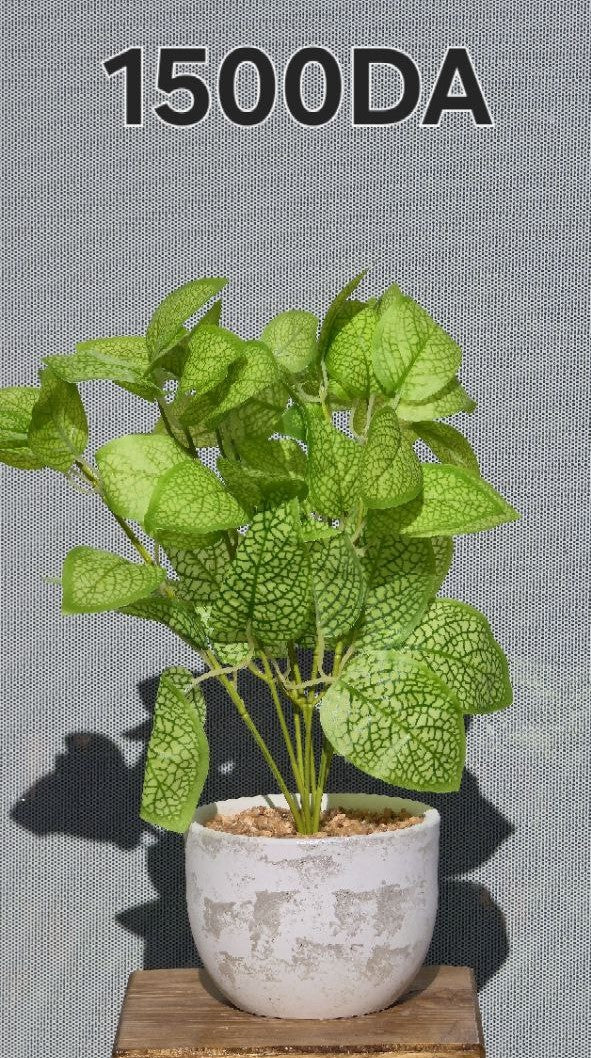 PLANTE A5