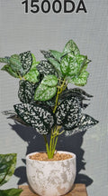 PLANTE A6