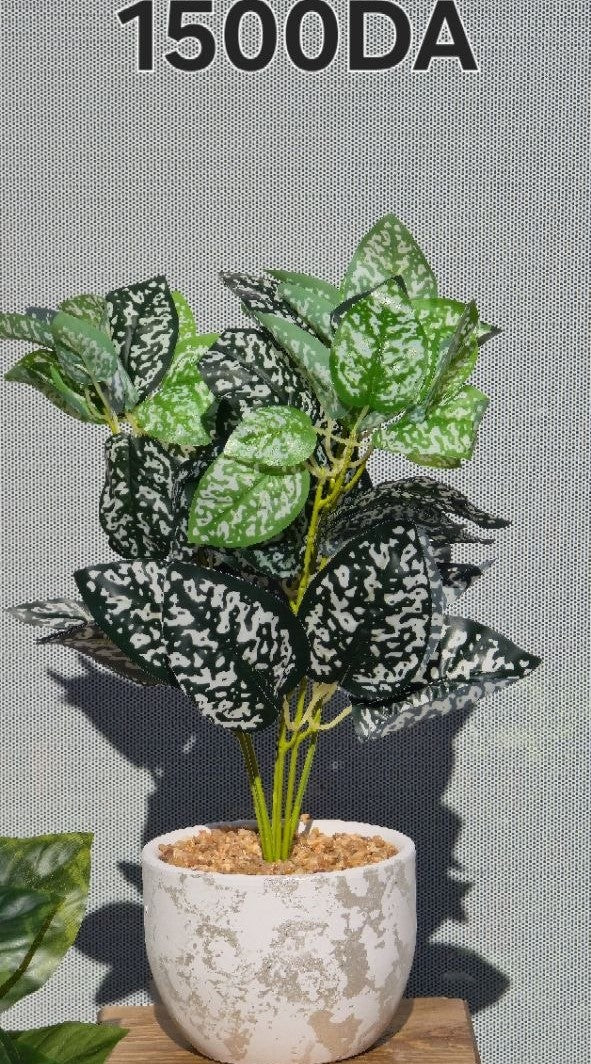 PLANTE A6