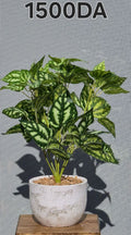 PLANTE A9