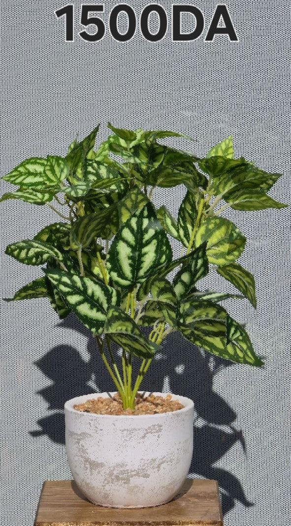 PLANTE A9