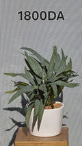 PLANTE B1