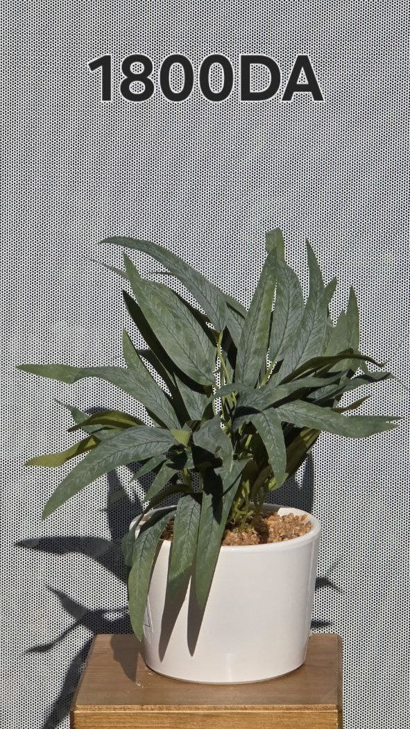 PLANTE B1