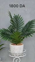 PLANTE B10