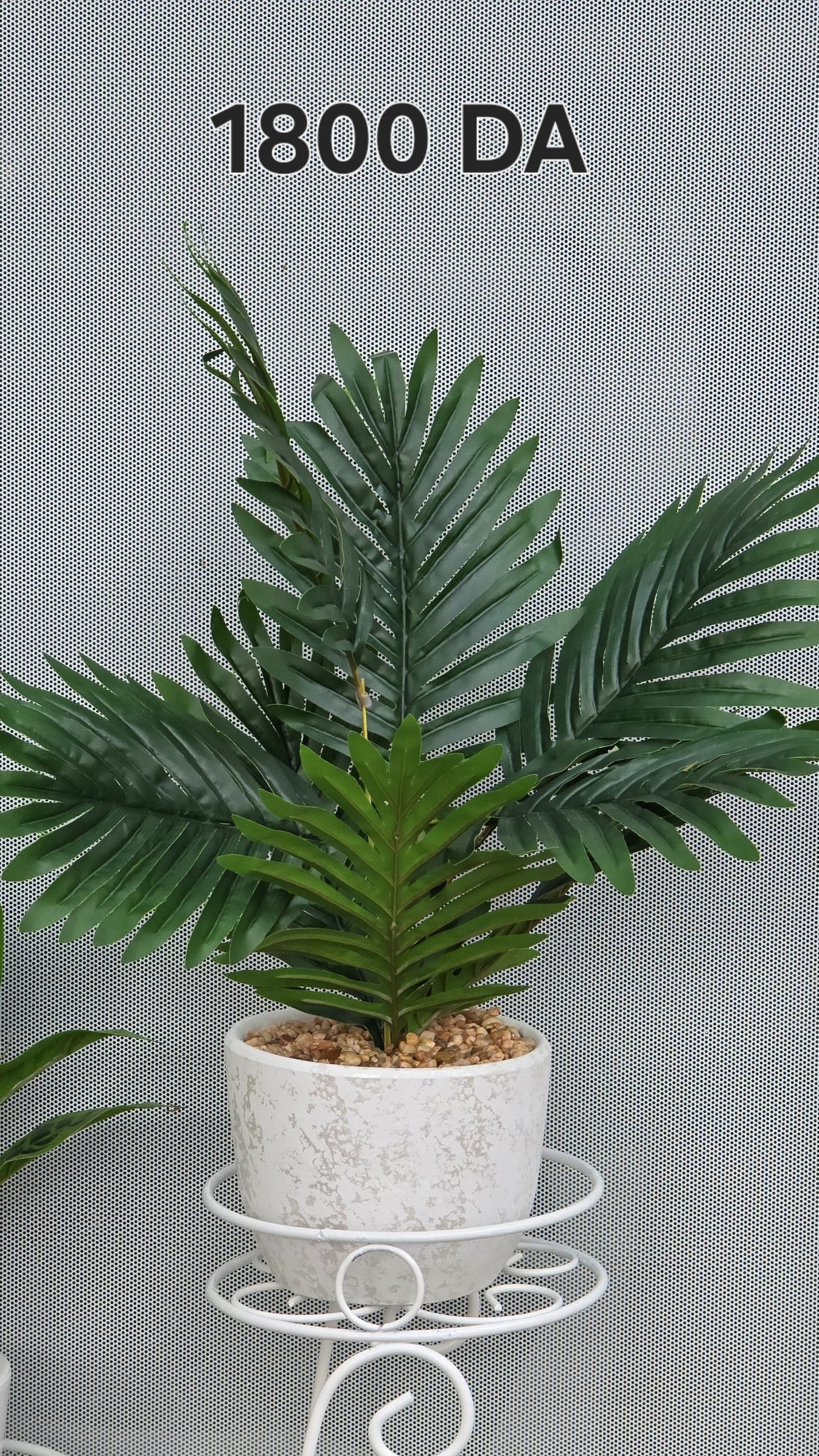 PLANTE B10