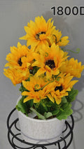 PLANTE B11