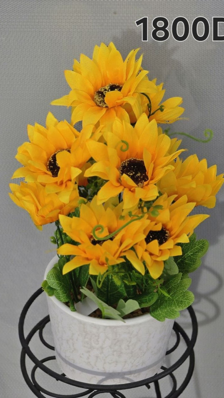 PLANTE B11