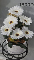PLANTE B12