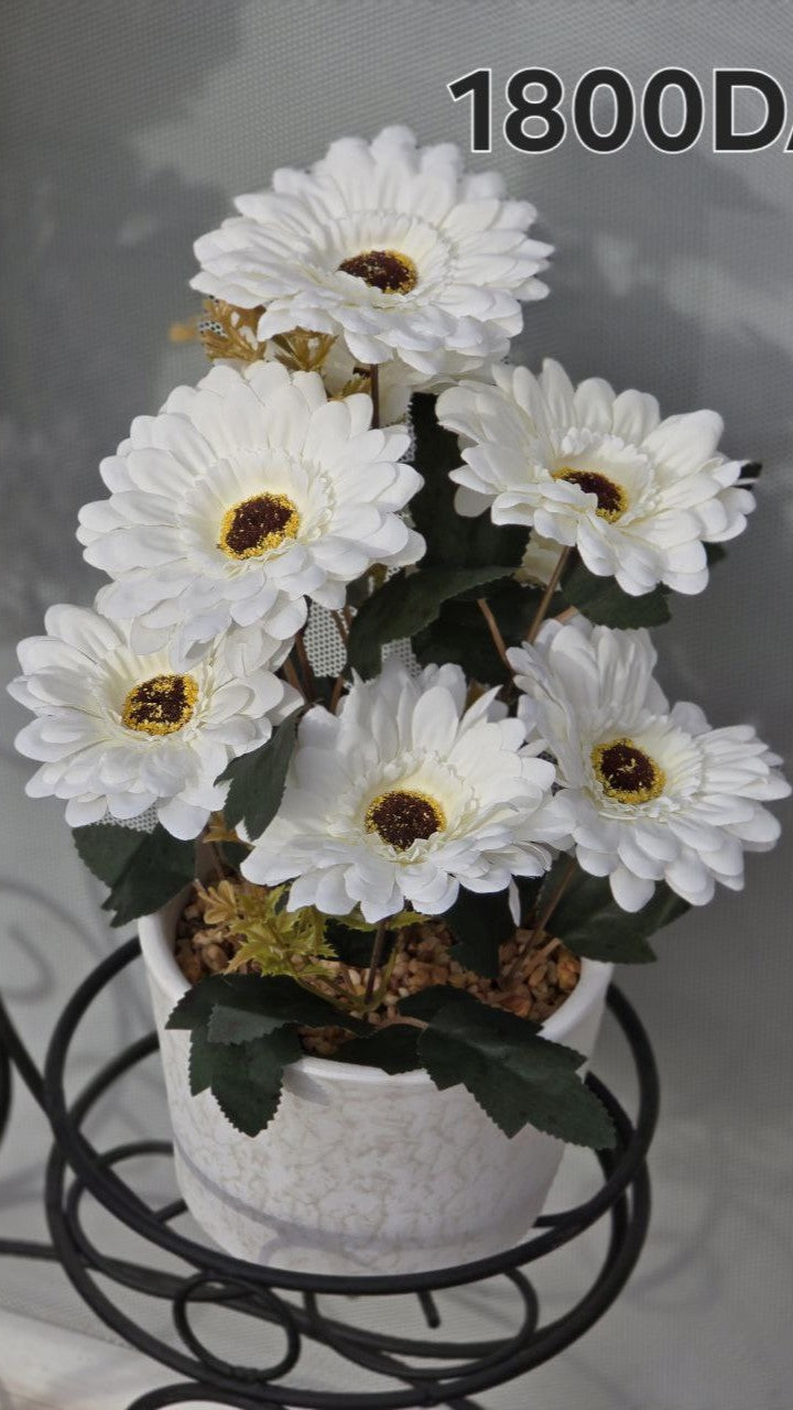 PLANTE B12