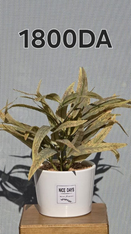 PLANTE B2