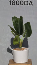 PLANTE B3