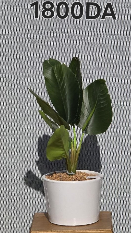 PLANTE B3