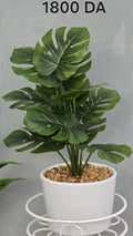 PLANTE B6