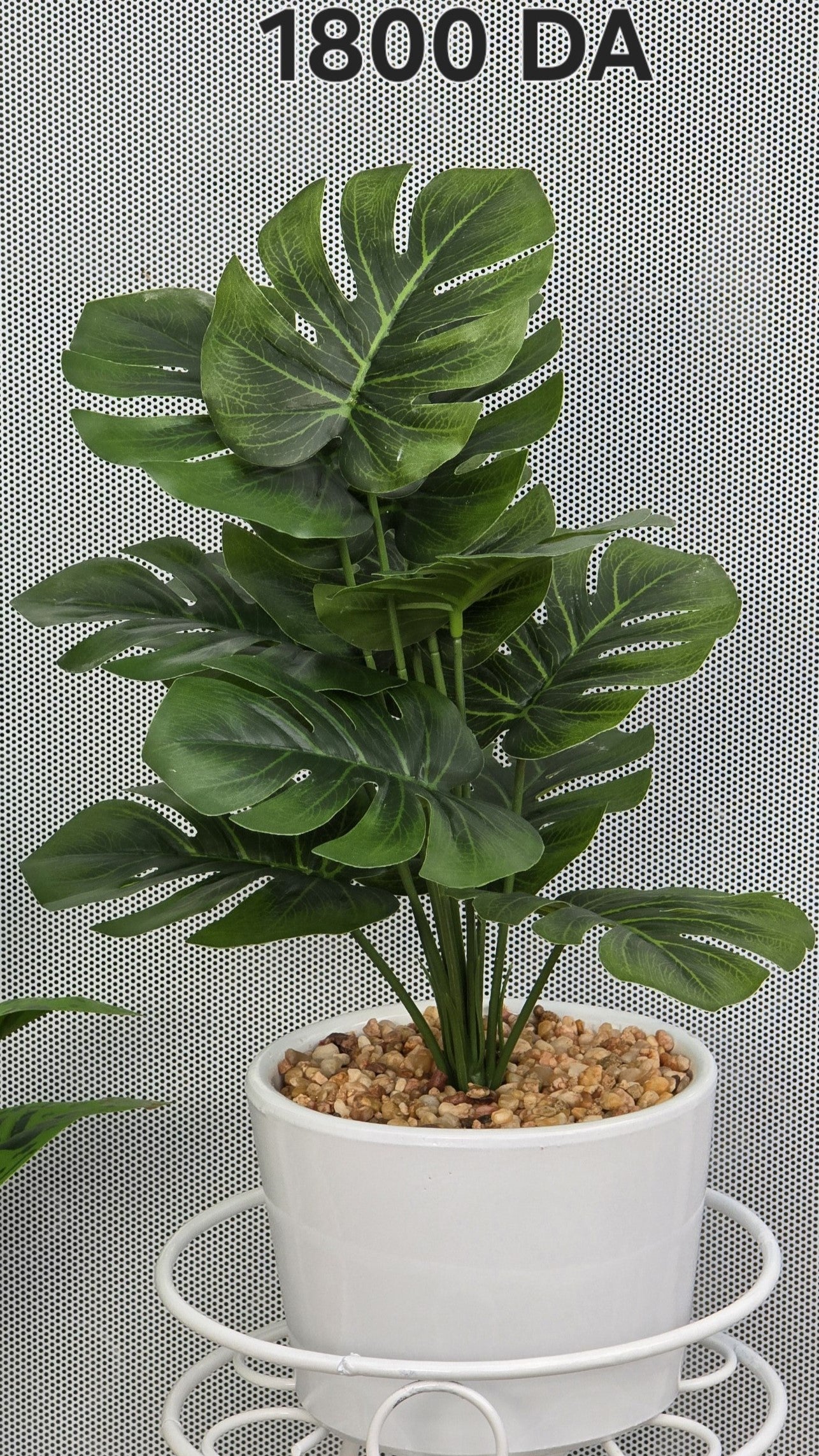 PLANTE B6