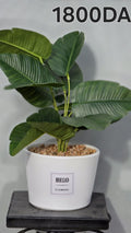 PLANTE B7