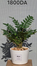 PLANTE B8