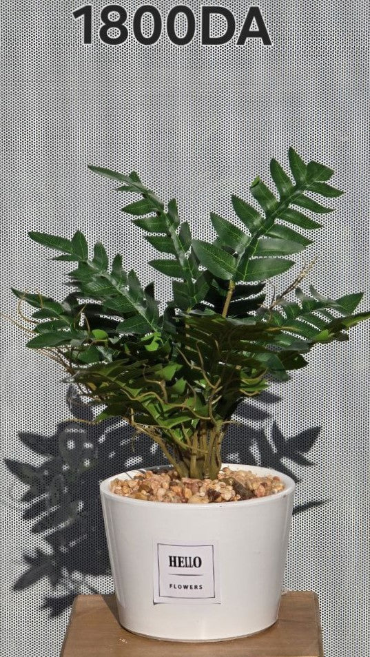 PLANTE B8