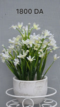 PLANTE B9