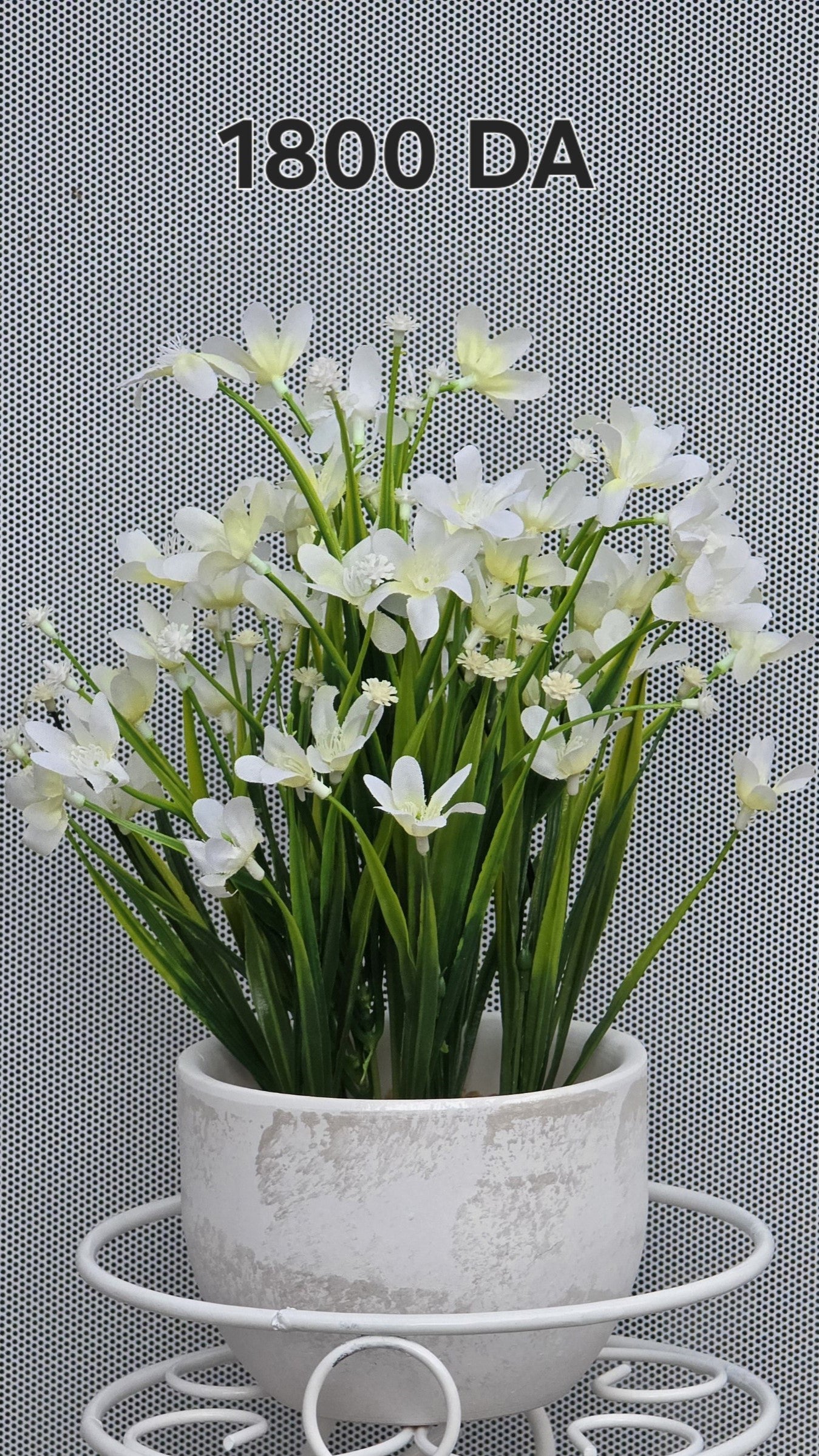 PLANTE B9