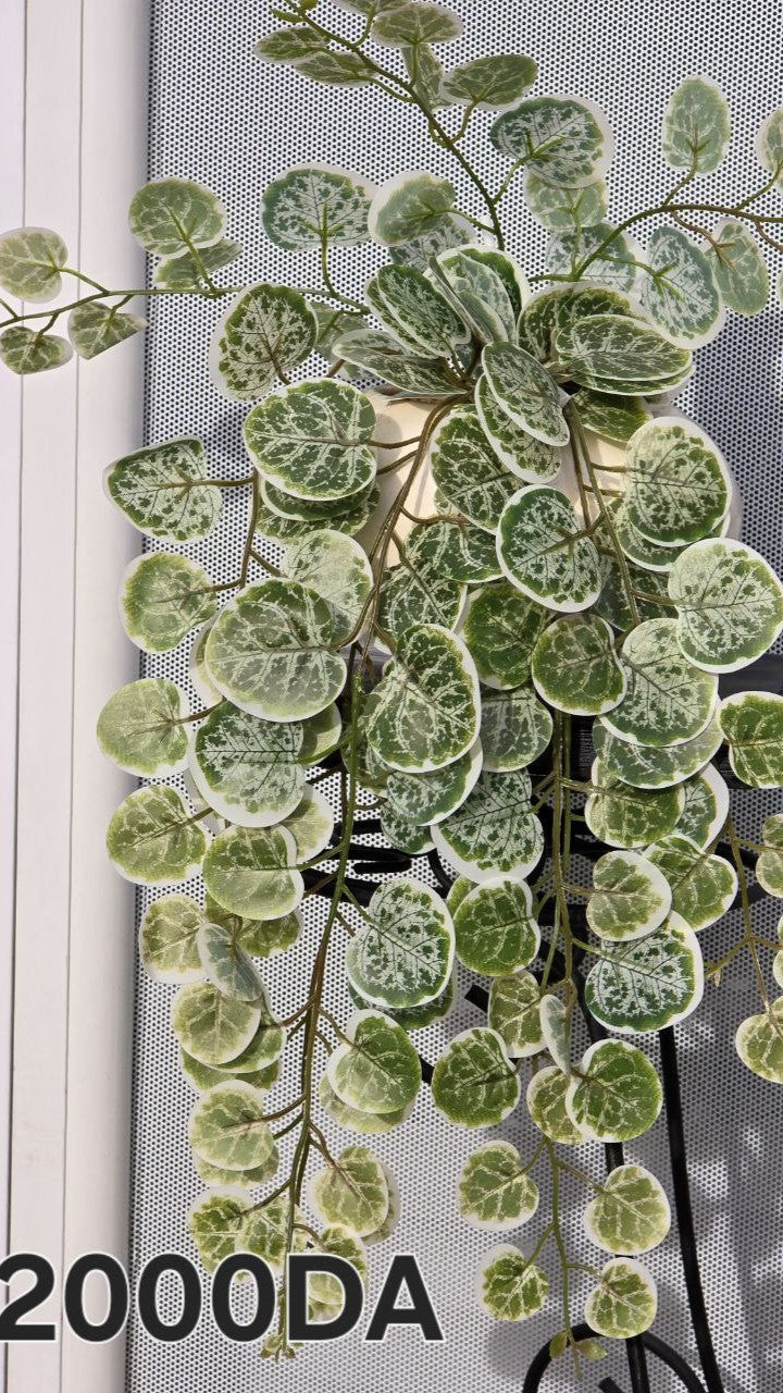 PLANTE C1