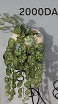 PLANTE C2