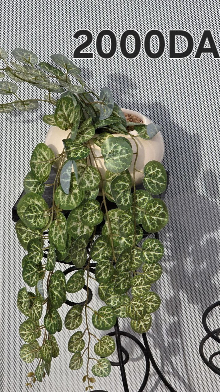 PLANTE C2