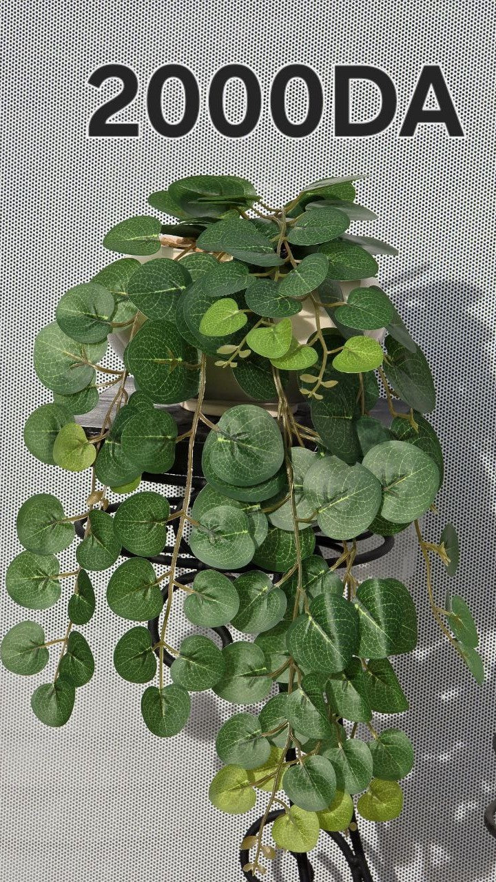 PLANTE C3