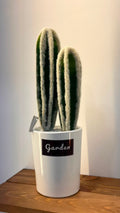 PLANTE C7