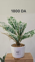 PLANTE B5