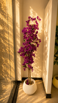 Bougainvillier VIOLET GM 1.6M