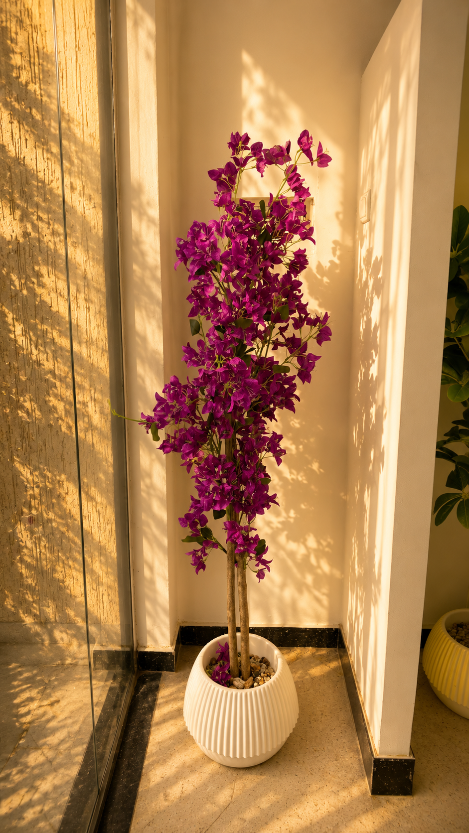 Bougainvillier VIOLET GM 1.6M