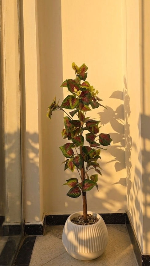 FITTONIA PM 1.2M