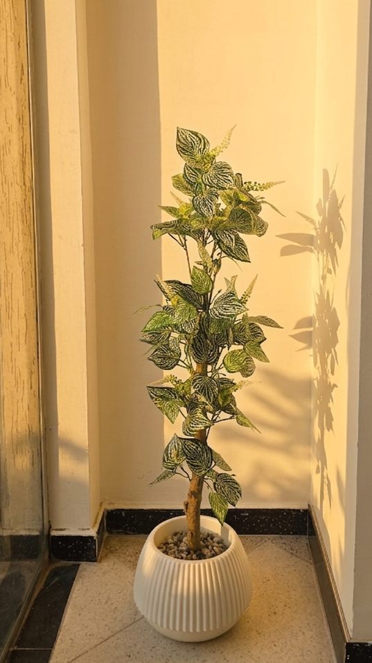 FITTONIA PM 1.2M