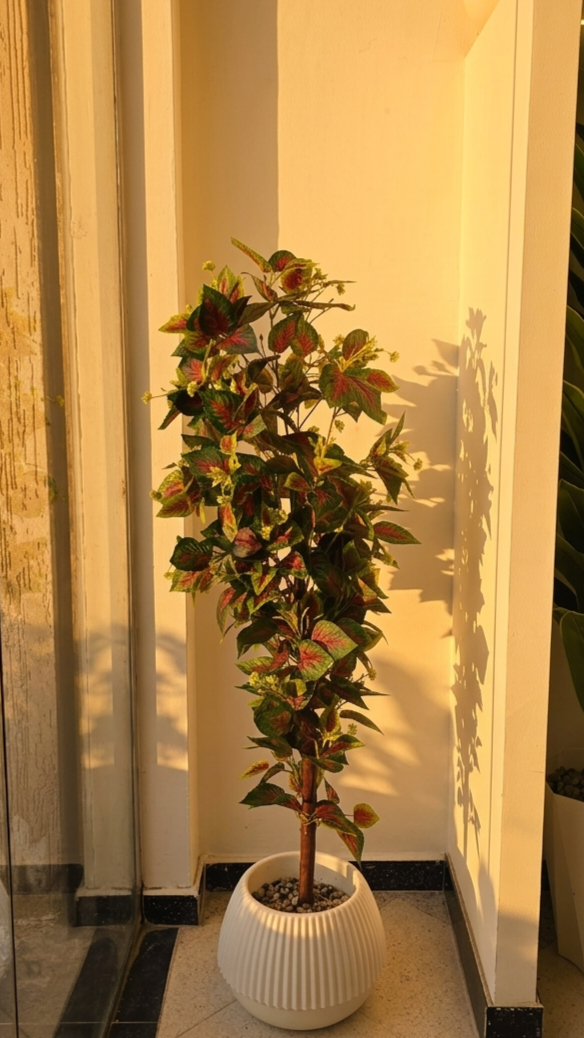FITTONIA GM 1.6M