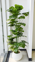 Monstera DOUBLÉ