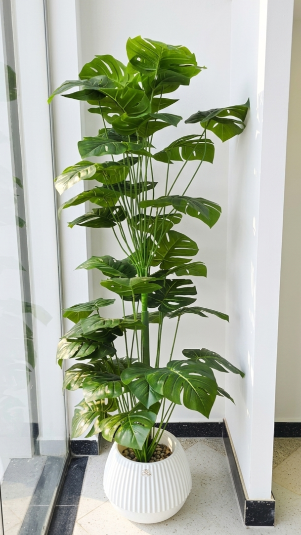 Monstera DOUBLÉ