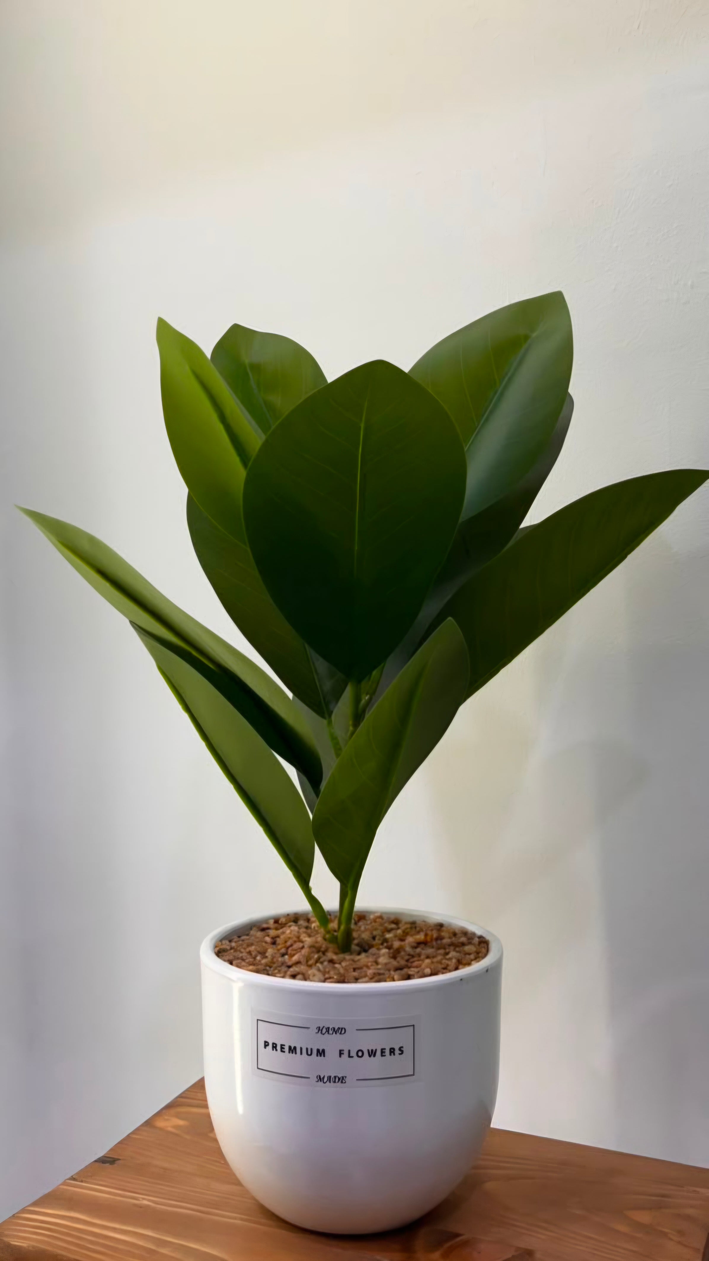 PLANTE C1