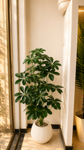 SCHEFFLERA 36 FEUILLE