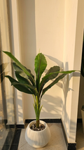 Cordyline PM